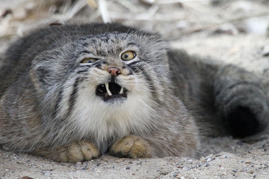 pallas-cat-most-expressive-in-the-world-2