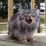 pallas-cat-most-expressive-in-the-world-20