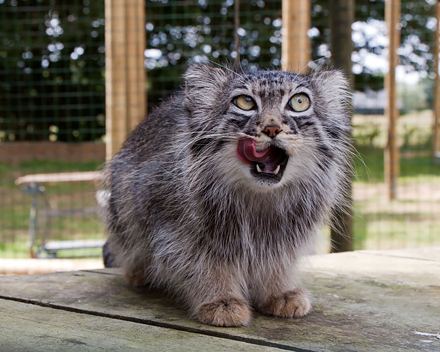 pallas-cat-most-expressive-in-the-world-20