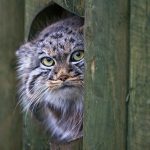 pallas-cat-most-expressive-in-the-world-21