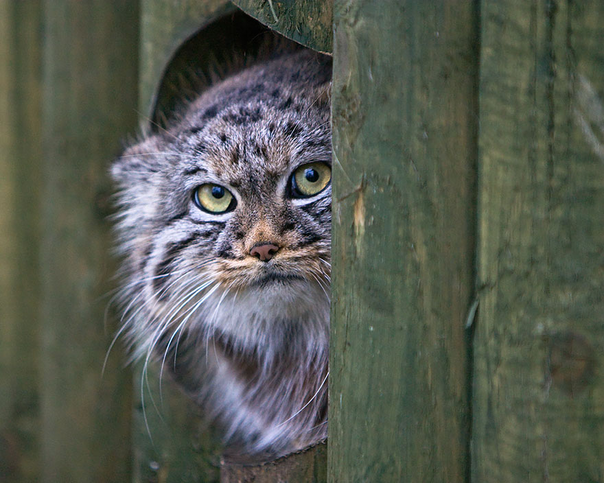 pallas-cat-most-expressive-in-the-world-21