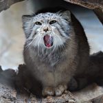 pallas-cat-most-expressive-in-the-world-22