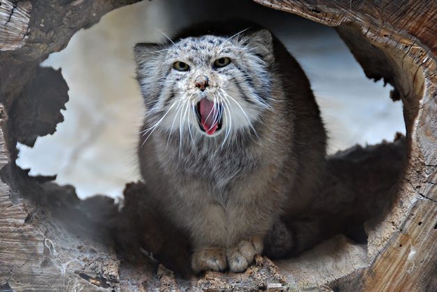 The Pallas Cat Is The Most Expressive Cat In The World | Catlov