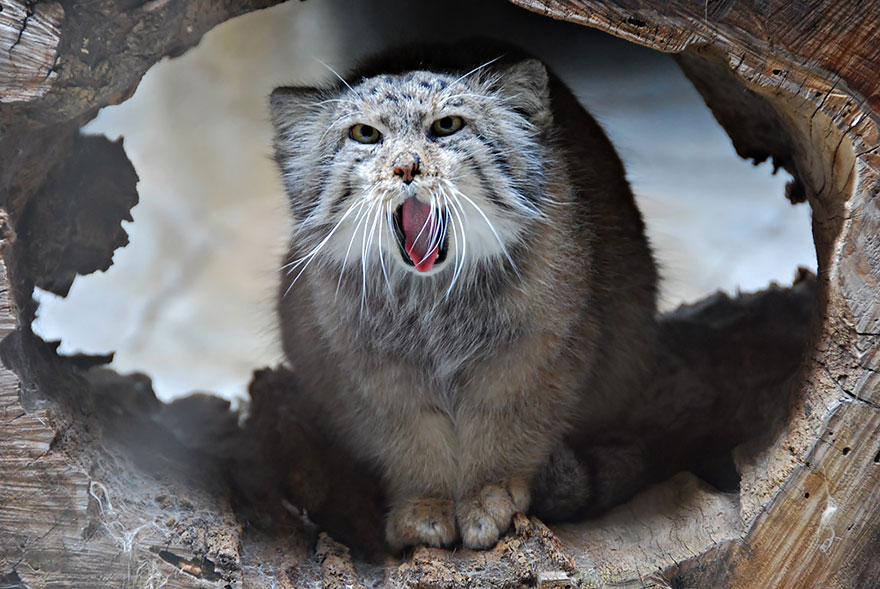 pallas-cat-most-expressive-in-the-world-22