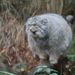 pallas-cat-most-expressive-in-the-world-23