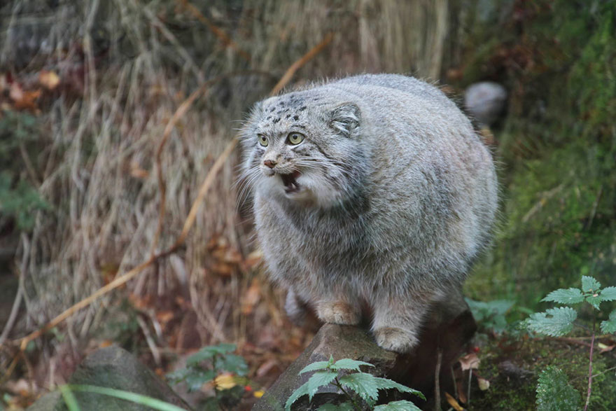 pallas-cat-most-expressive-in-the-world-23
