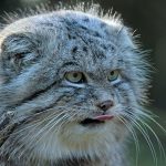 pallas-cat-most-expressive-in-the-world-24