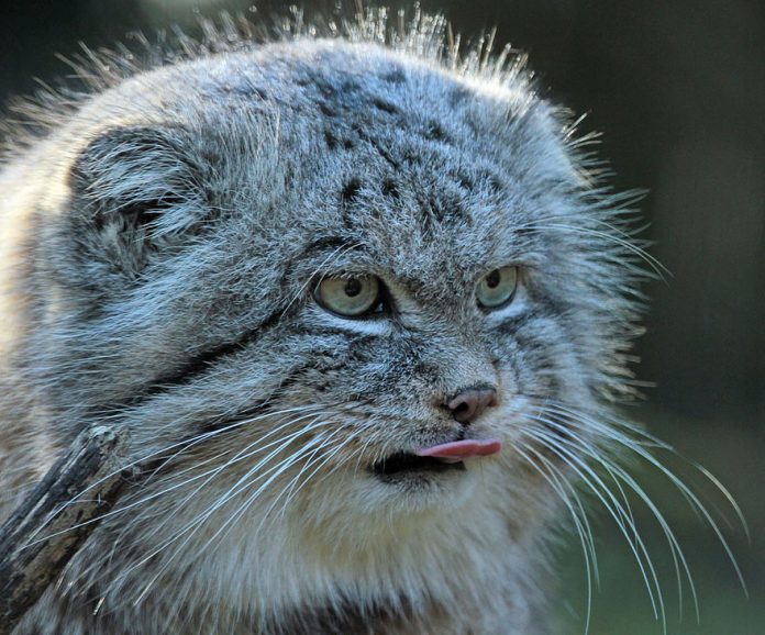 The Pallas Cat Is The Most Expressive Cat In The World | Catlov