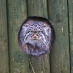 pallas-cat-most-expressive-in-the-world-25