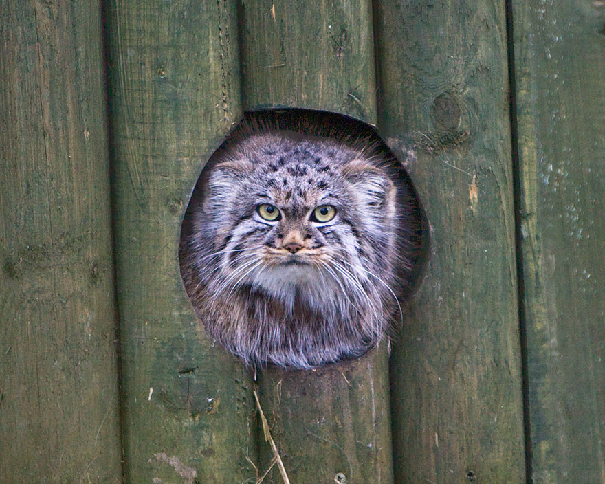 pallas-cat-most-expressive-in-the-world-25