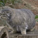 pallas-cat-most-expressive-in-the-world-26