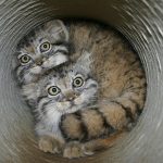 pallas-cat-most-expressive-in-the-world-3
