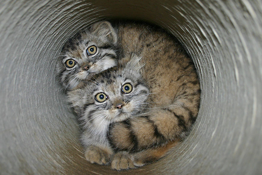 pallas-cat-most-expressive-in-the-world-3