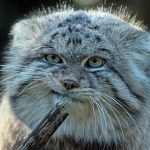 pallas-cat-most-expressive-in-the-world-4
