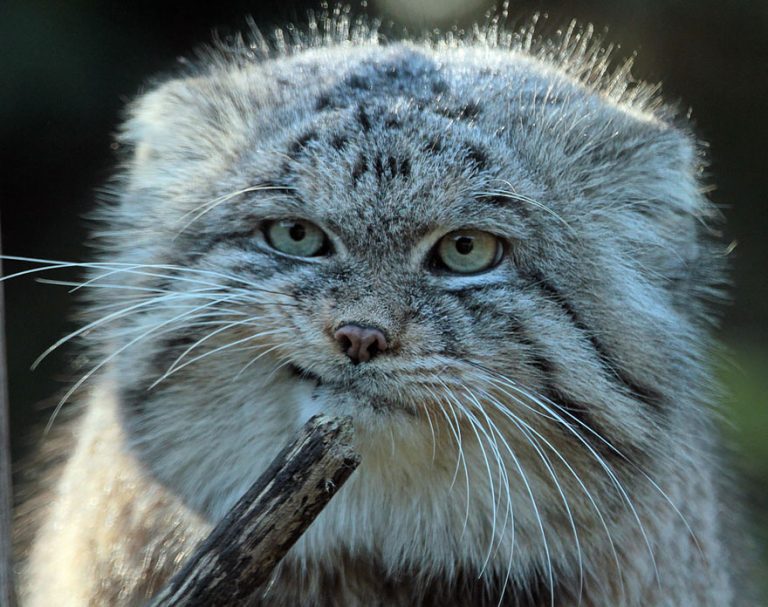 The Pallas Cat Is The Most Expressive Cat In The World | Catlov