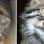 pallas-cat-most-expressive-in-the-world-5