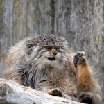 pallas-cat-most-expressive-in-the-world-6