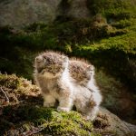 pallas-cat-most-expressive-in-the-world-7