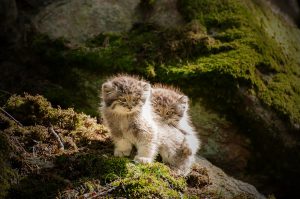 The Pallas Cat Is The Most Expressive Cat In The World | Catlov