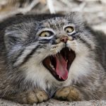 pallas-cat-most-expressive-in-the-world-8