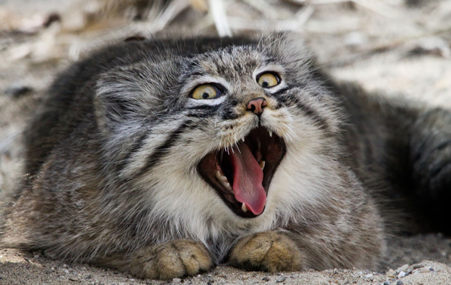 pallas-cat-most-expressive-in-the-world-8