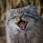 pallas-cat-most-expressive-in-the-world-9