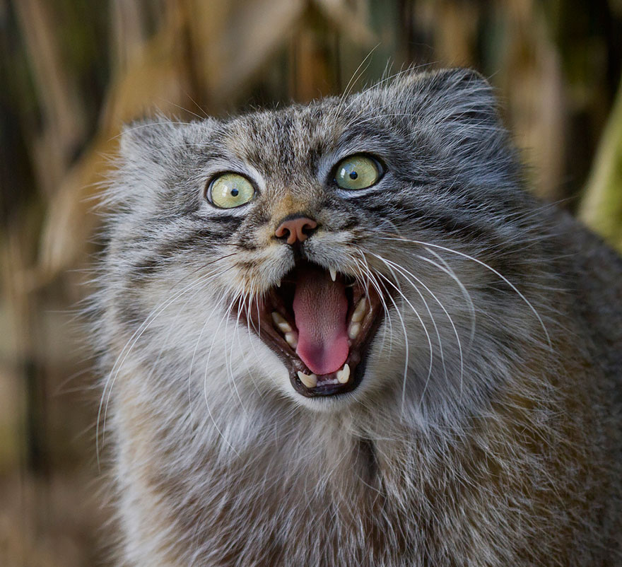 pallas-cat-most-expressive-in-the-world-9