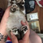 polydactyl-cats-01