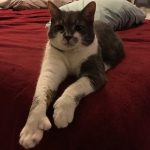 polydactyl-cats-02a