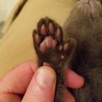 polydactyl-cats-19