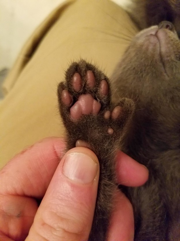 polydactyl-cats-19
