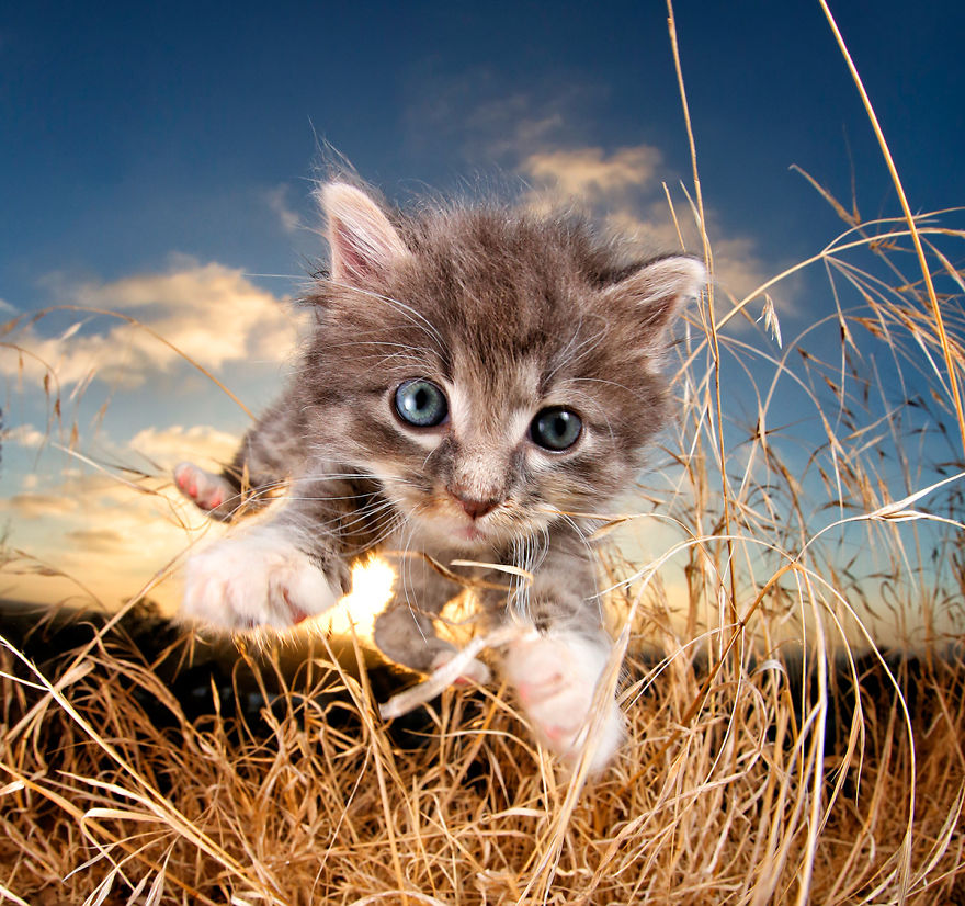 rescue-kittens-mid-pounce-3