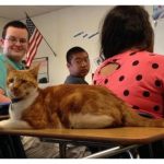 school-cat-feature