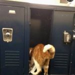 school-cats-07