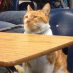 school-cats-10