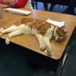 school-cats-11