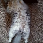sheep-cat-11