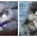 sheep-cat-feature