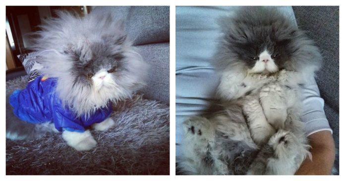 sheep-cat-feature