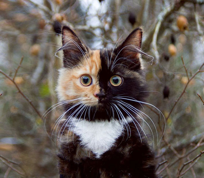 two-faced-kitty-10