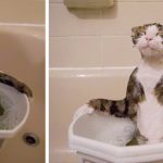 Cats-That-Love-Water-1