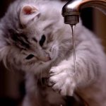 Cats-That-Love-Water-11