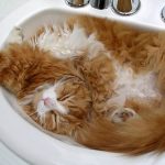 Cats-That-Love-Water-13