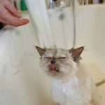 Cats-That-Love-Water-14