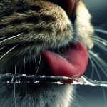 Cats-That-Love-Water-16