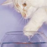 Cats-That-Love-Water-17