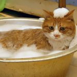 Cats-That-Love-Water-18