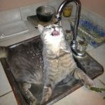 Cats-That-Love-Water-19