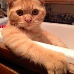 Cats-That-Love-Water-21