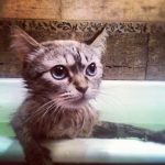 Cats-That-Love-Water-22